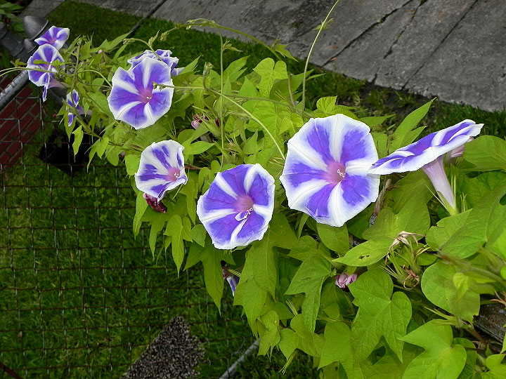 thumbnail image 2 of Blue Blizzard Fuji Japanese Morning Glory Seeds – 6 Seeds – Open Pollinated 2 of 2