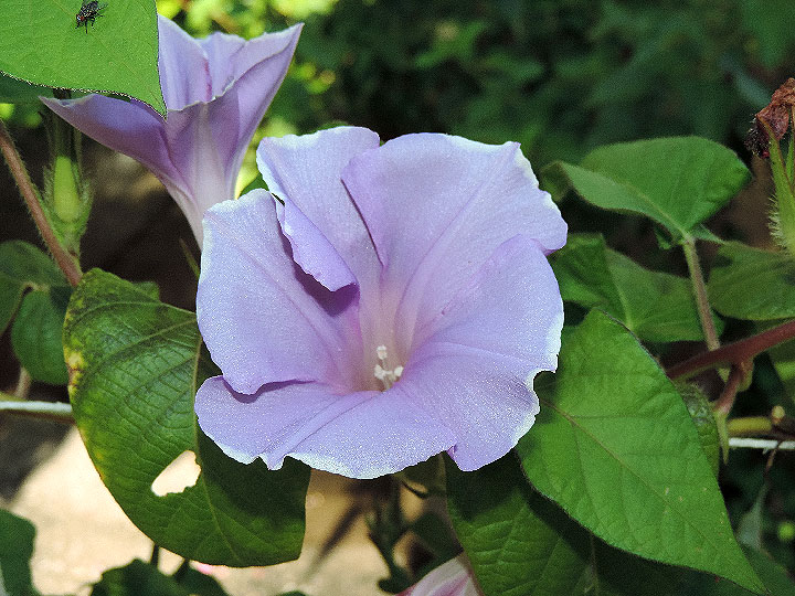 Japanese Morning Glory (Ipomoea nil 'Double Blue Picotee') in the Japanese Morning Glory (Ipomoea nil 'Double Blue Picotee') in the