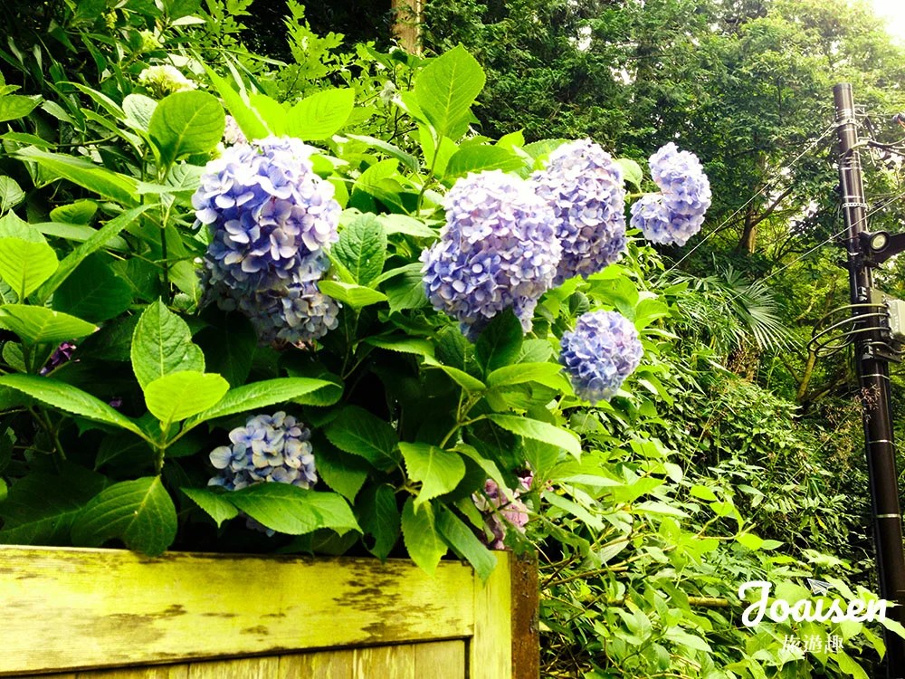 ▲ 繡球花