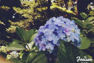 ▲ 繡球花