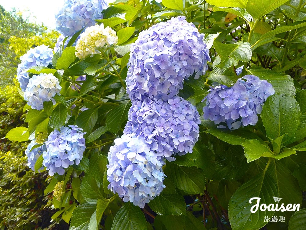 ▲ 繡球花