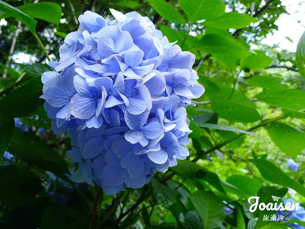 ▲ 繡球花