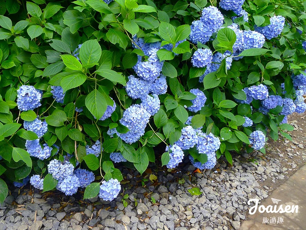 ▲ 繡球花