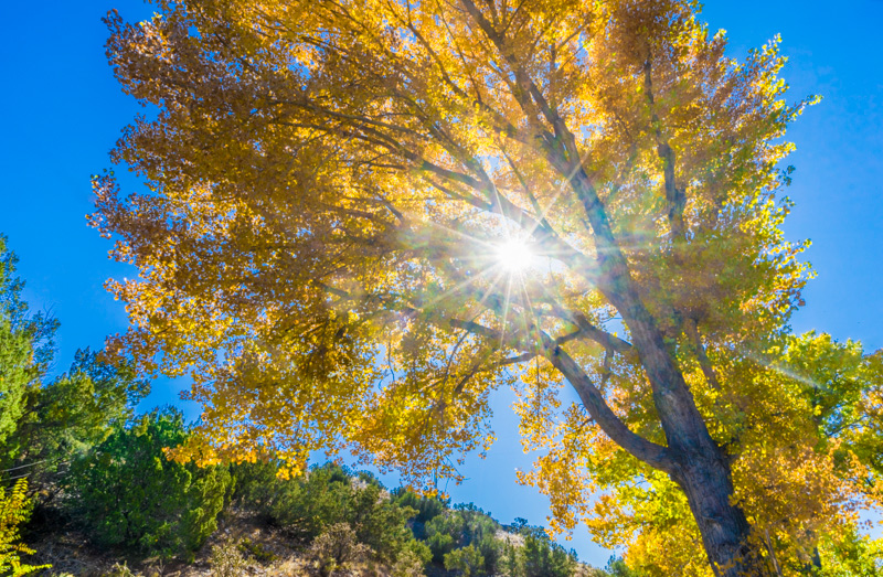 20190041DC Sunny Tree, NM 2019