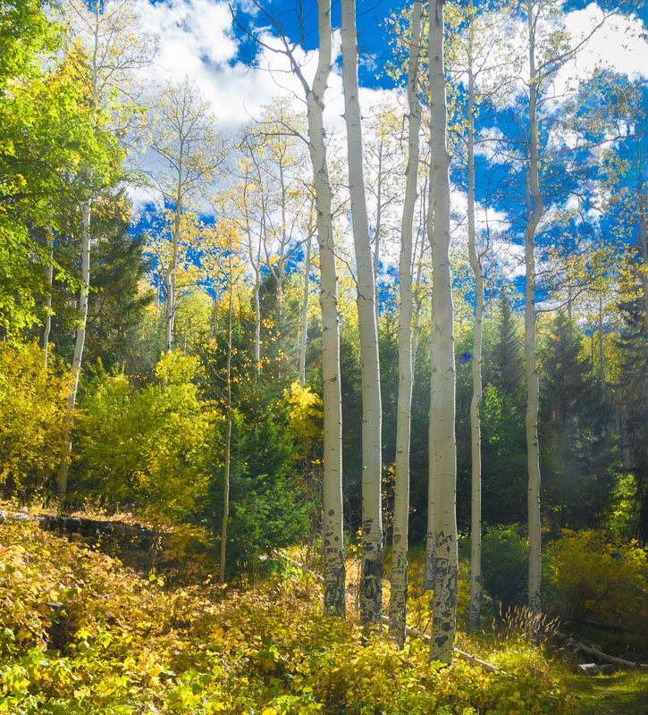 20190032DC Fall Color, NM 2019