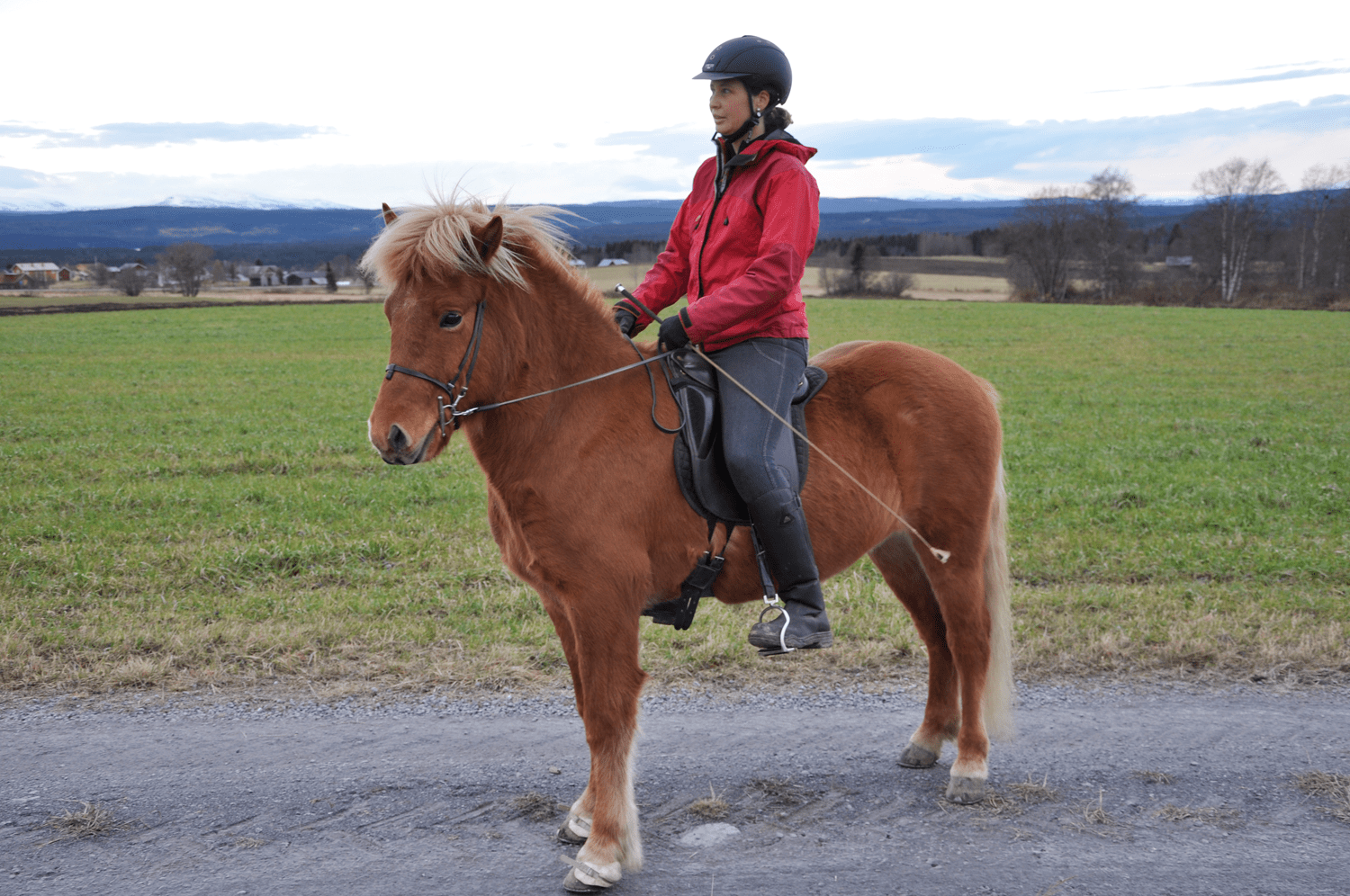 Frey från Björnforsen - Såld