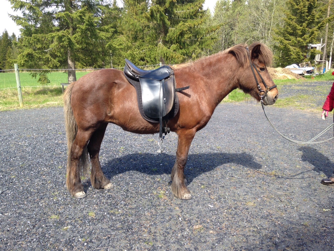 Frida 2015, 25 år gammal