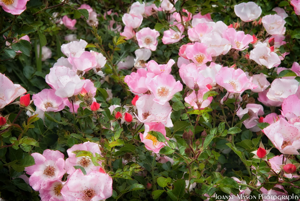 Flower of the Week: Pink Roses