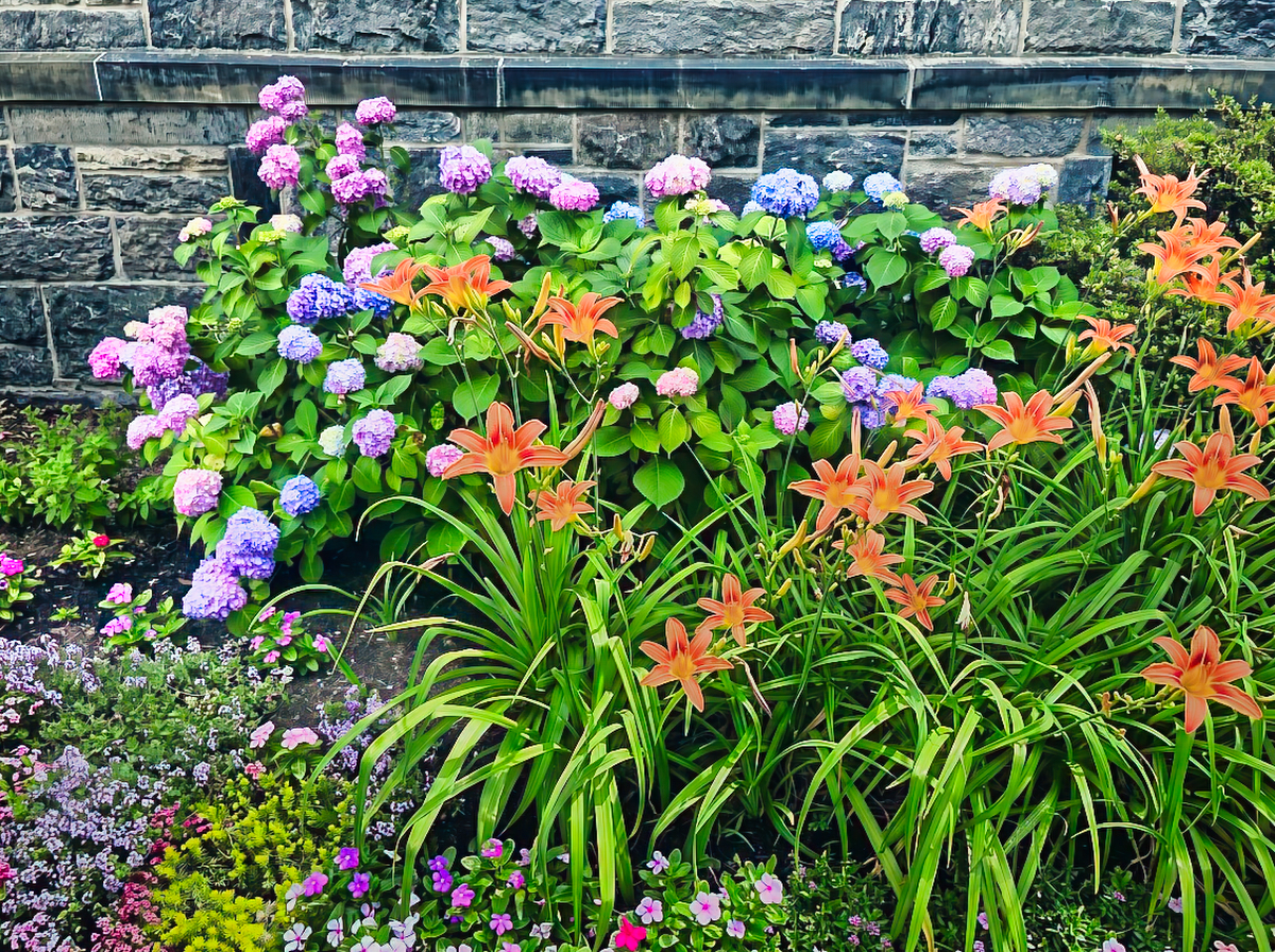 Hydrangeas & Daylilies