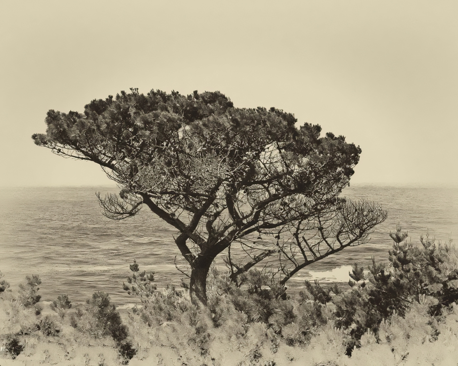Monday Monochrome: Big Sur Tree