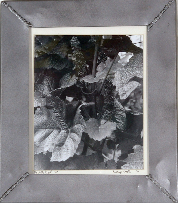 Life of a Grape 12 in. x 14 in.