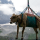 Lazy Cows Demand First Class Air Travel