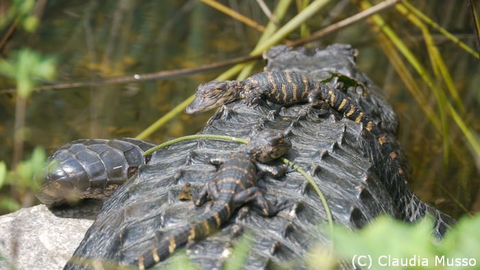 Aligator com filhotes, nos Everglades, FL