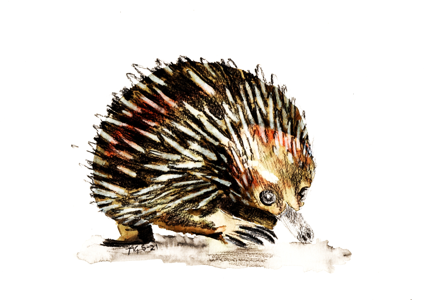 Echidna