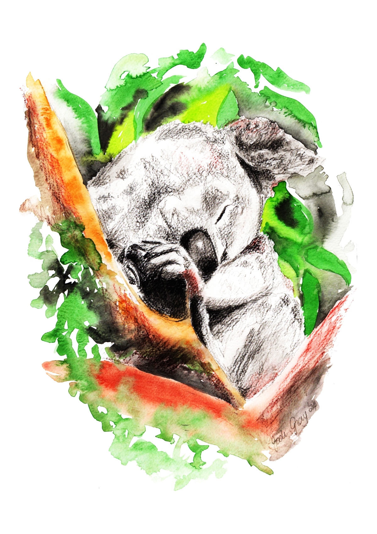 Koala Sleeping
