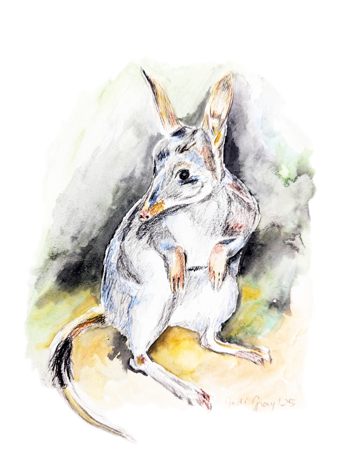 Greater Bilby