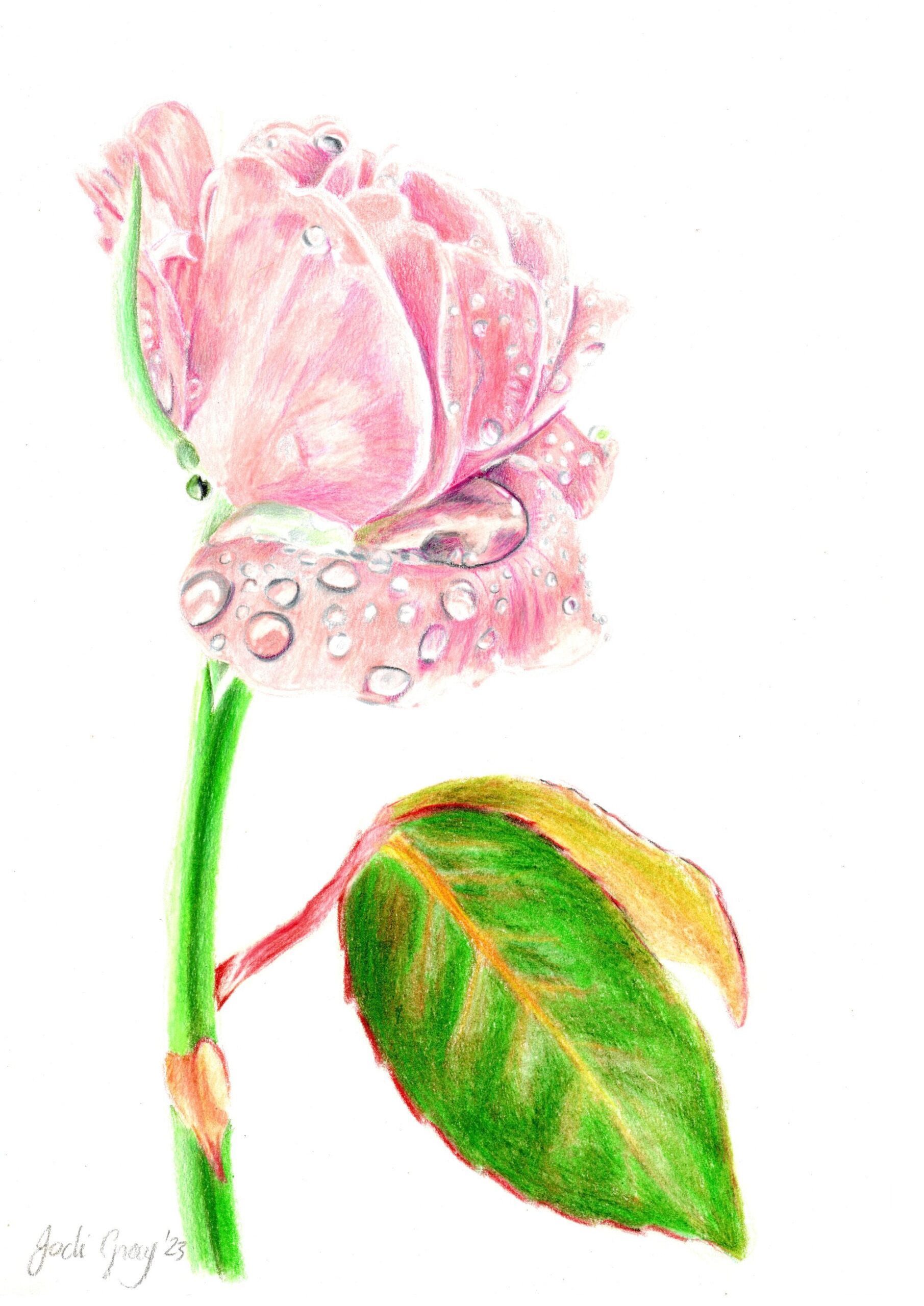 Pink Rose with Raindrops