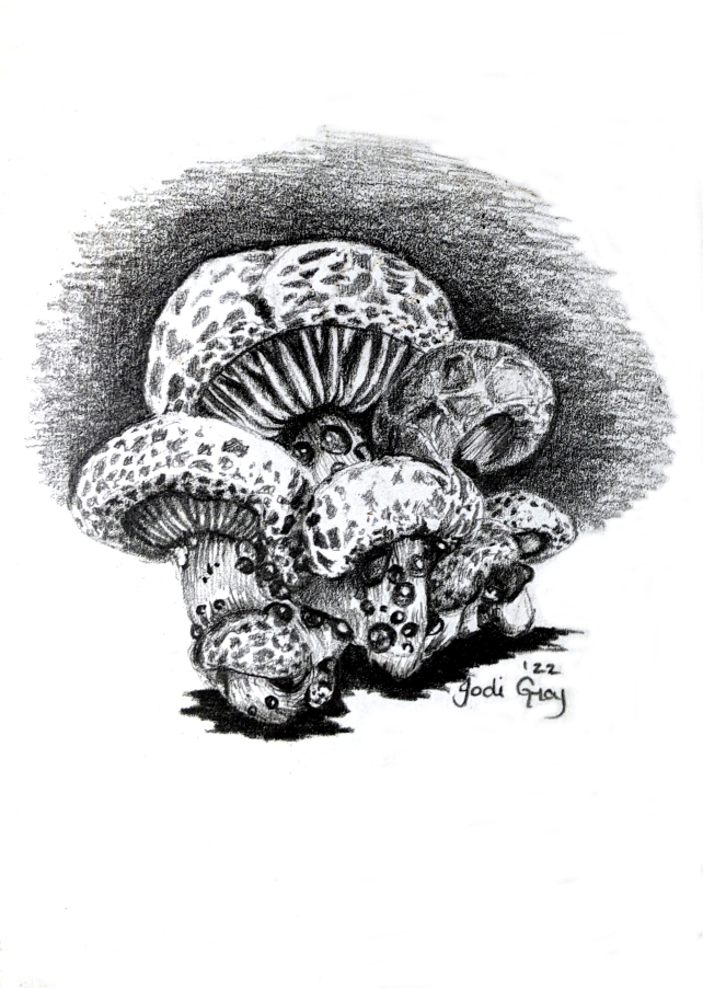 Mushrooms Pencil on A6 Card