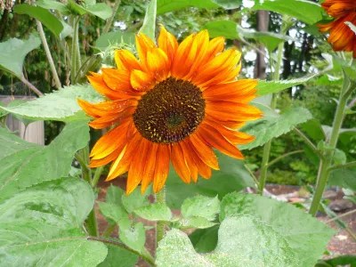 Looking for Life in the Garden