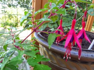 What I Saw and Heard