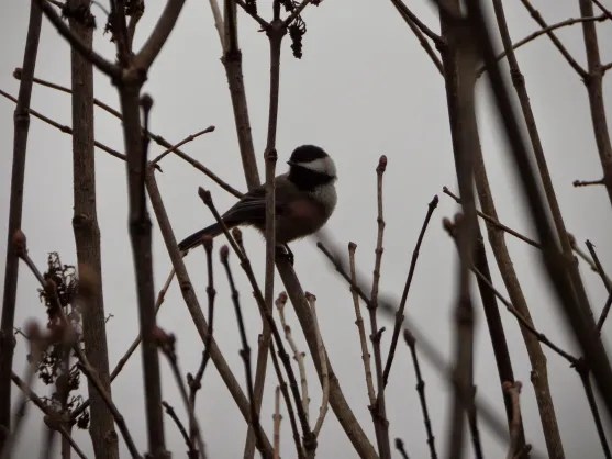 January Bird {a #poem}