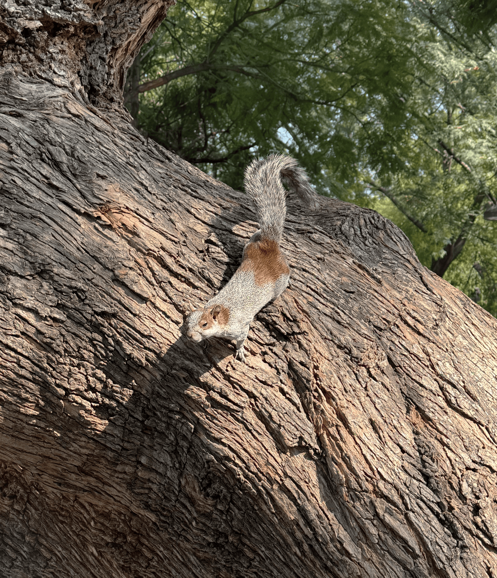 Squirrel edited