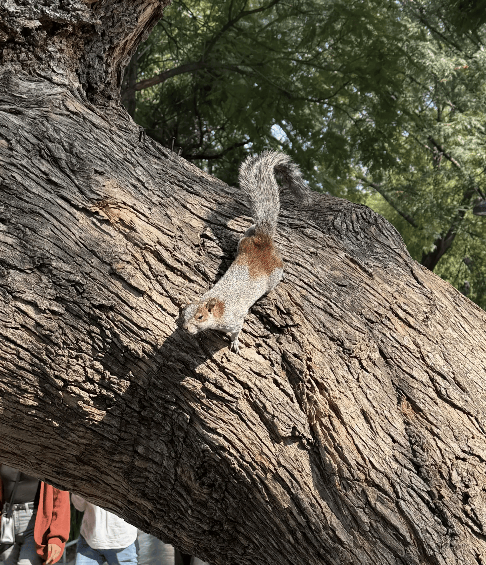 Squirrel unedited
