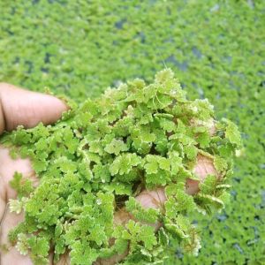 Azolla – Natural Floating Plant for Ponds & Aquariums