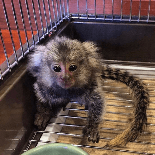 Luna – Gentle Female Pygmy Marmoset (15 Weeks Old)