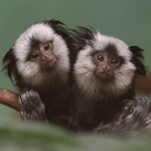 Peanut – Adorable Male Pygmy Marmoset (5 Months Old)
