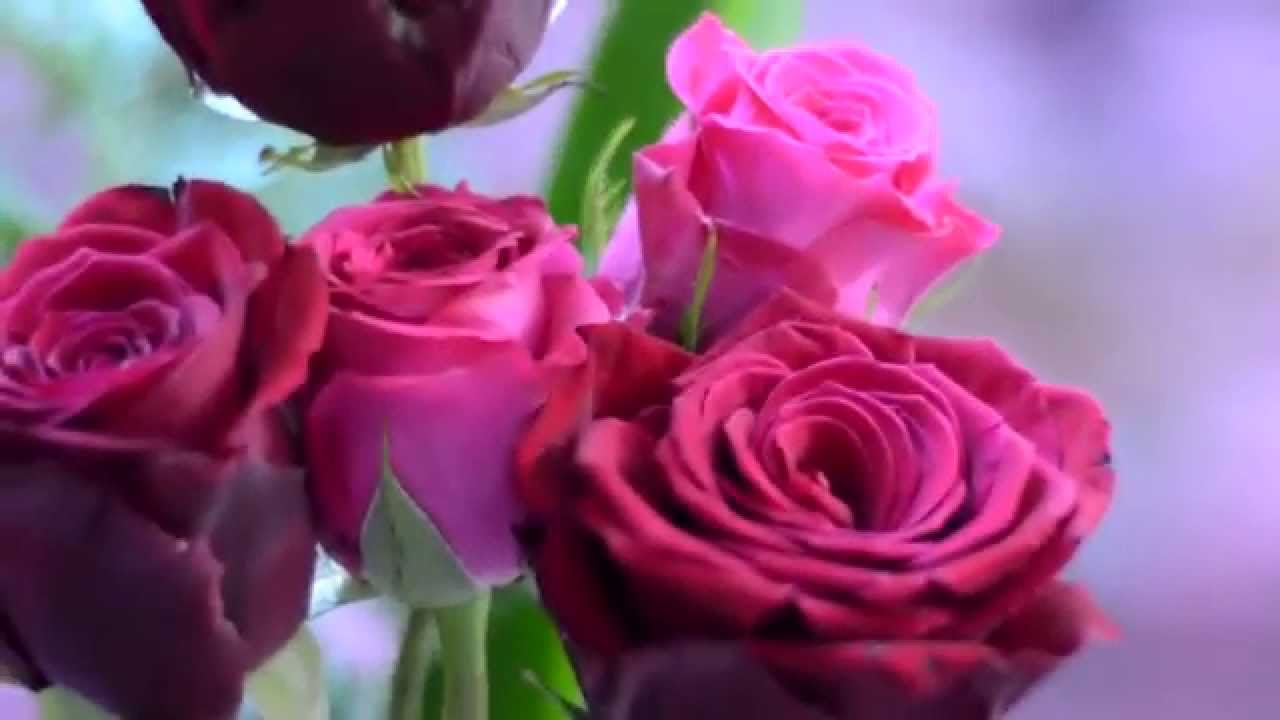 Lees meer over de interpretatie van een droom over roze rozen voor