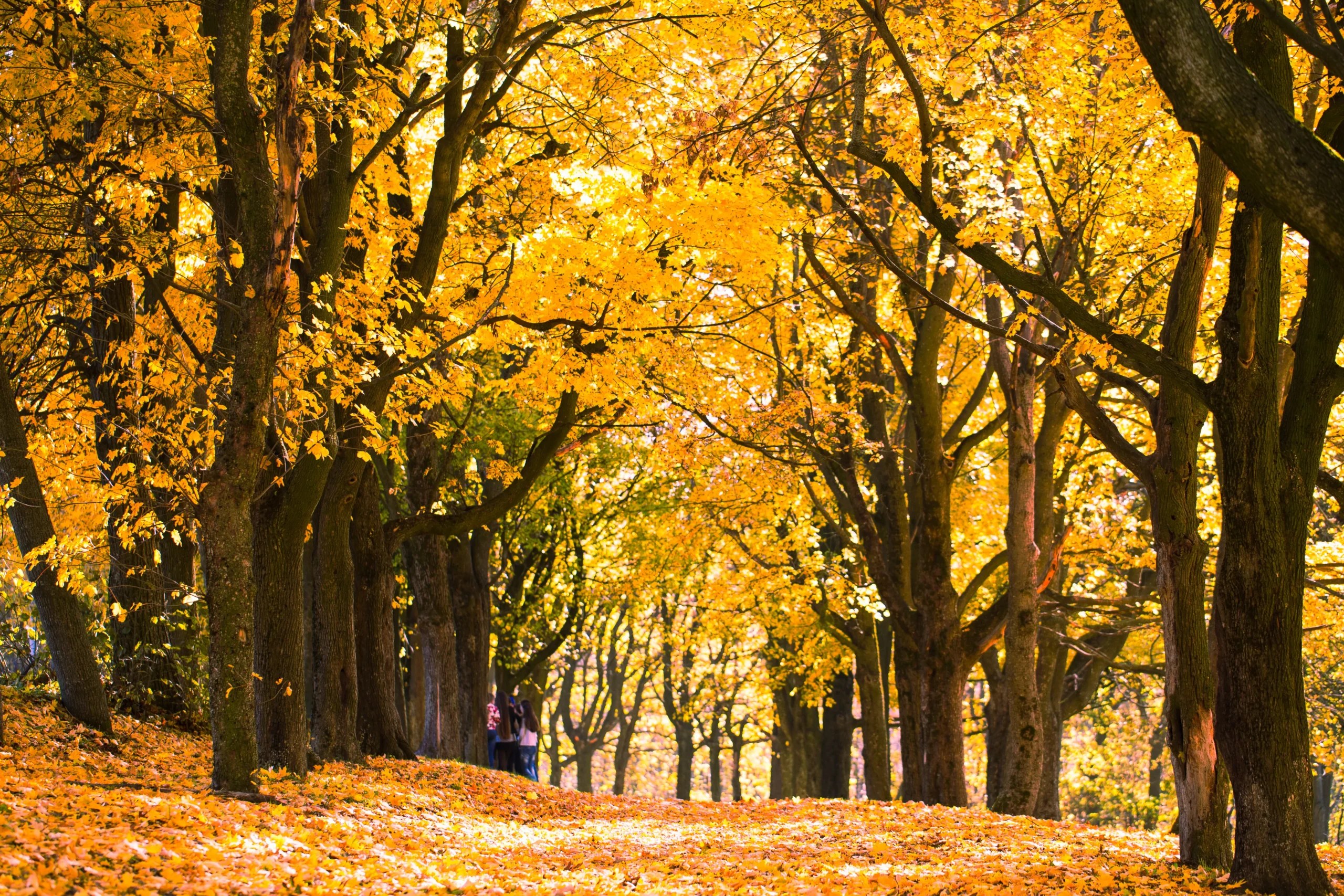 The Autumn of Charlie Kirk