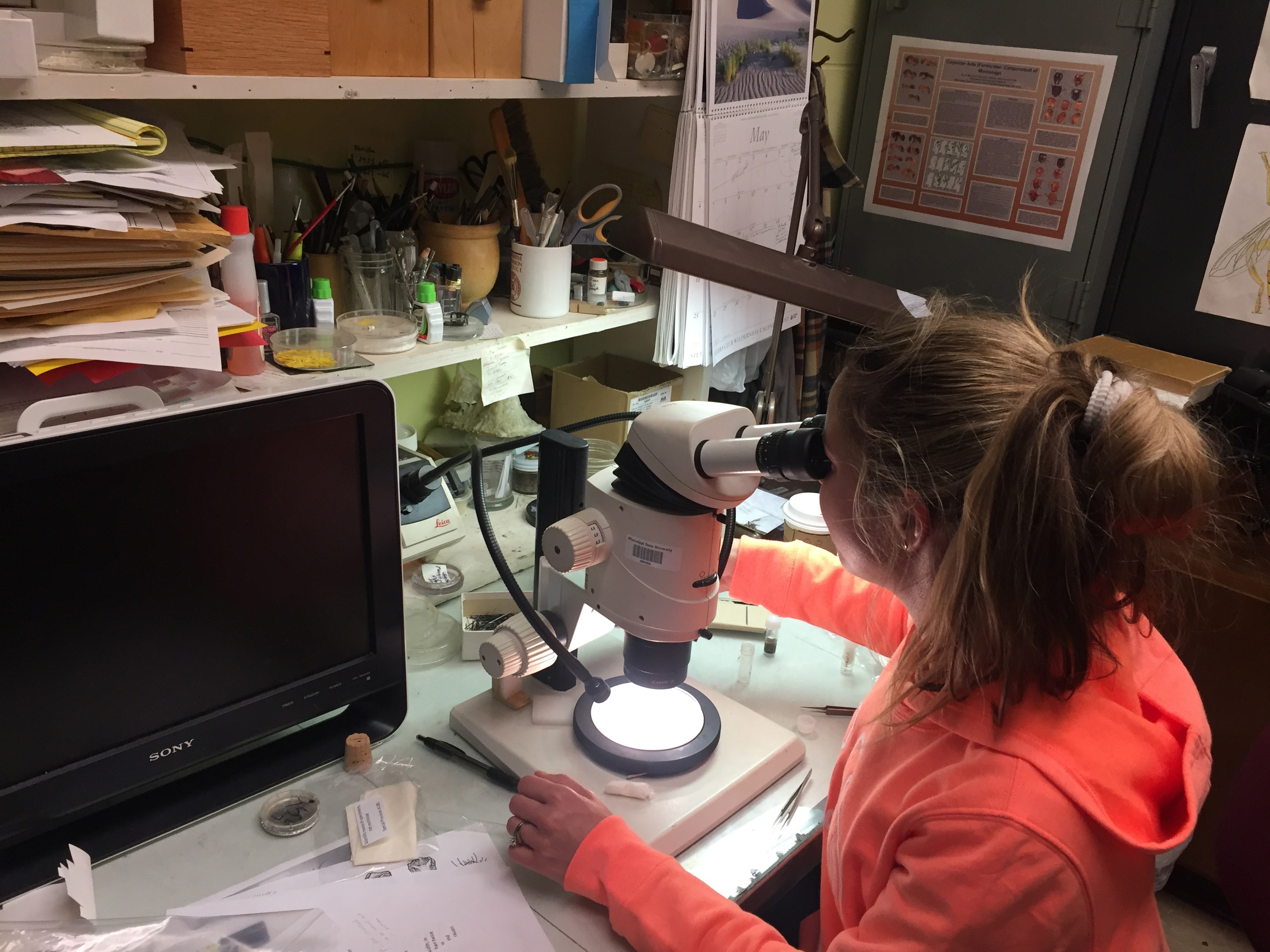 Antonette Walford examining ants under the scope