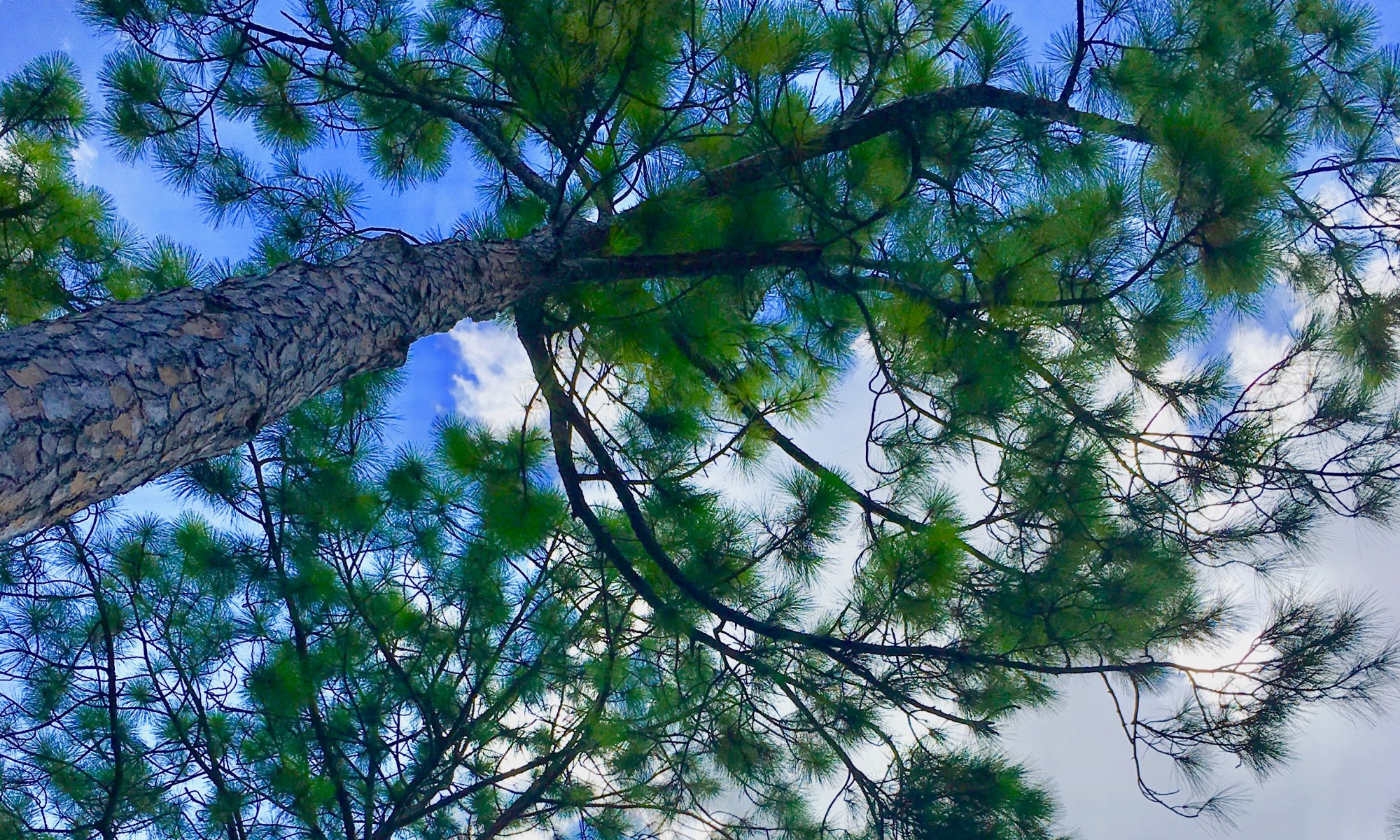 Are You a Tree Hugger? John Harold Moore