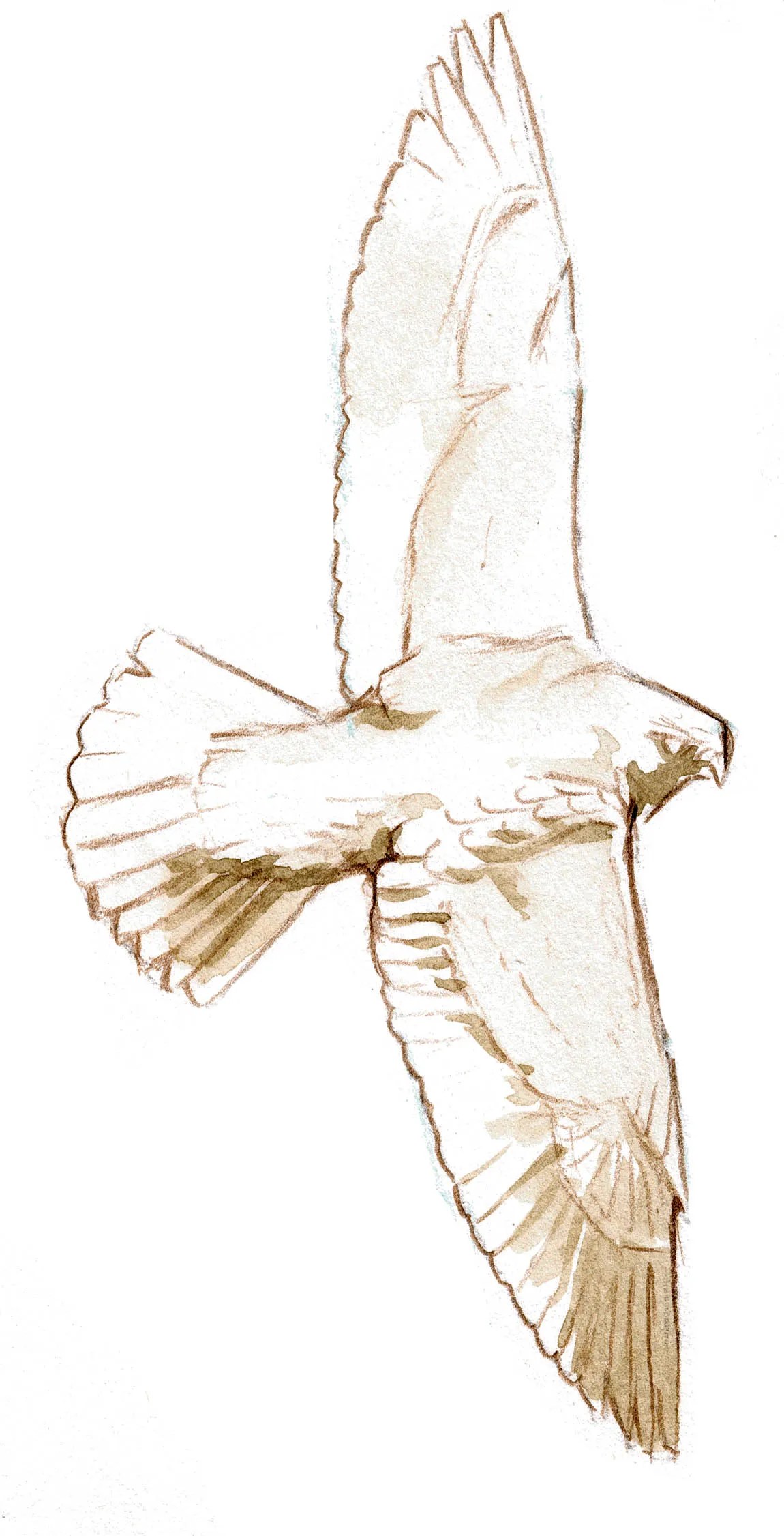Peregrine in flight