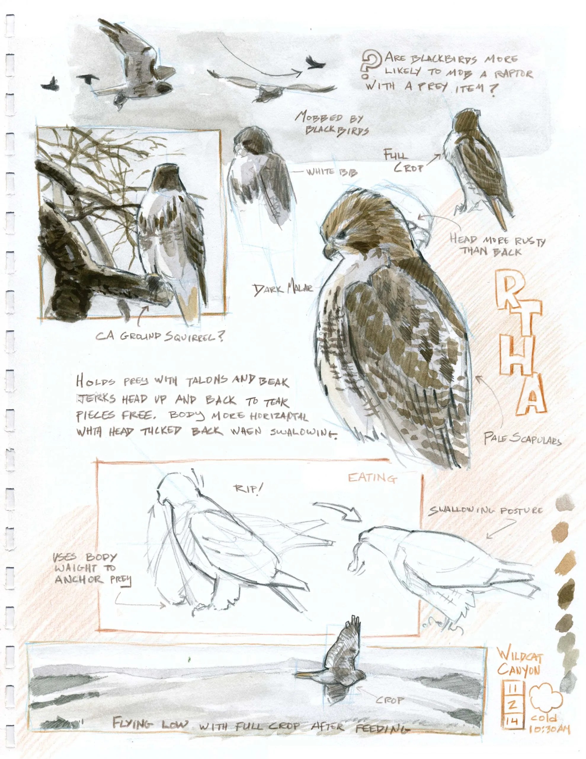 An introduction to Nature Journaling