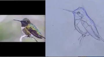 Ruby-Throated Hummingbirds