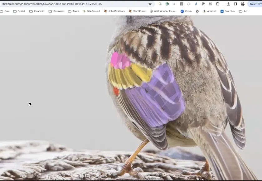 Simplifying Bird Wings (Feb. 29, 2024)