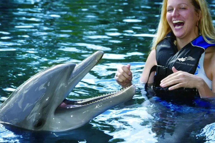 Dolphin Adventure by Dolphin Quest