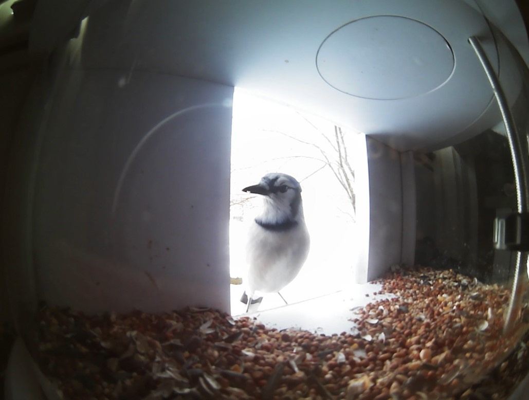 Blue Jay in Birdfeeder