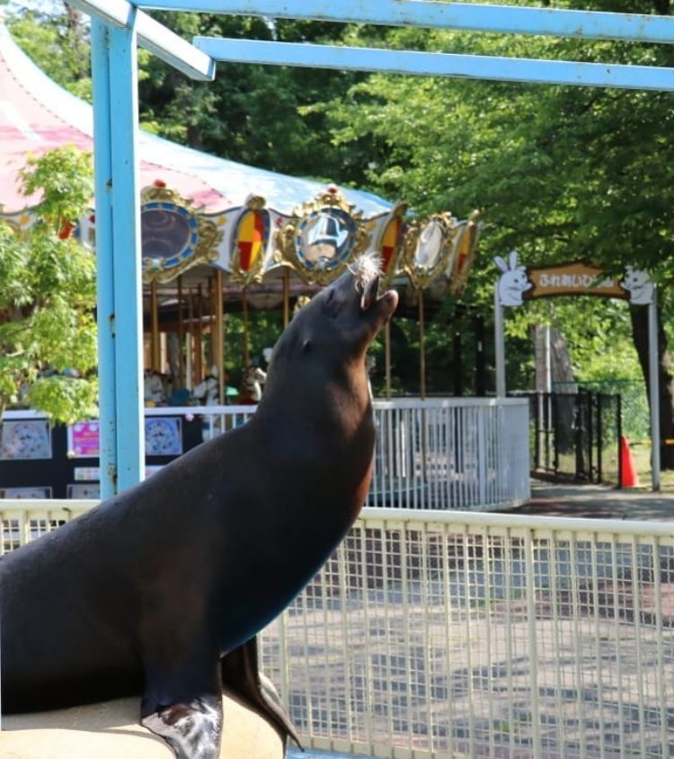 アシカ » 城山動物園