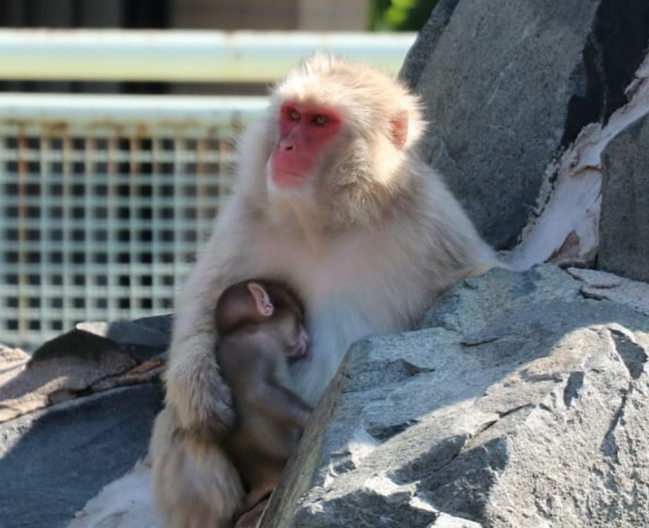 ニホンザルのエサの販売中 » 城山動物園