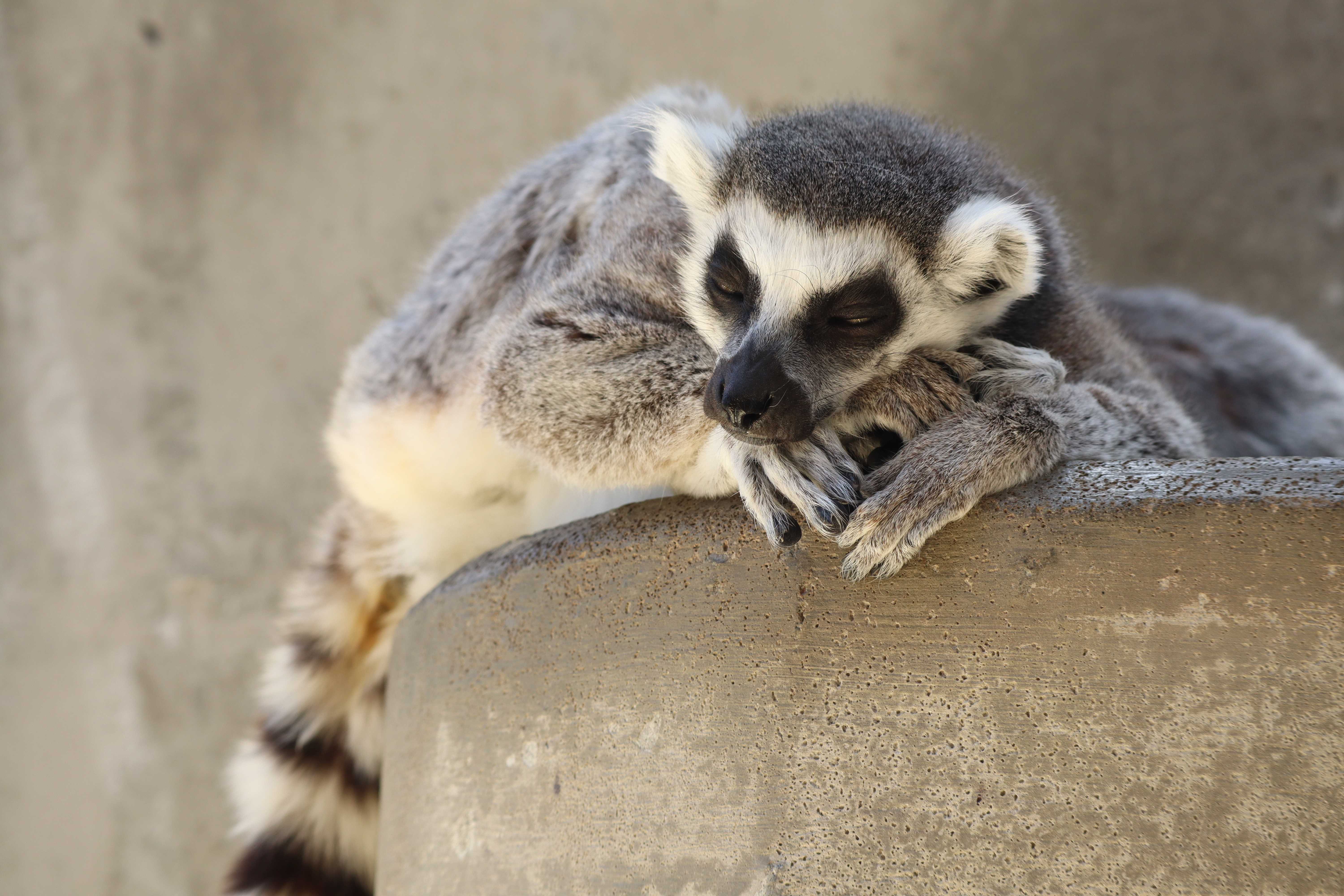 世界キツネザルの日イベント » 城山動物園