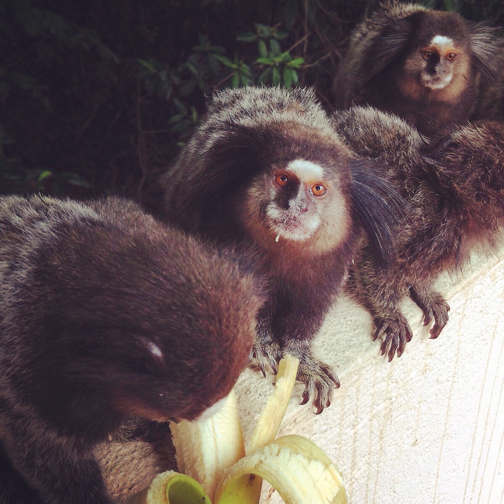 Feeding monkeys at breakfast