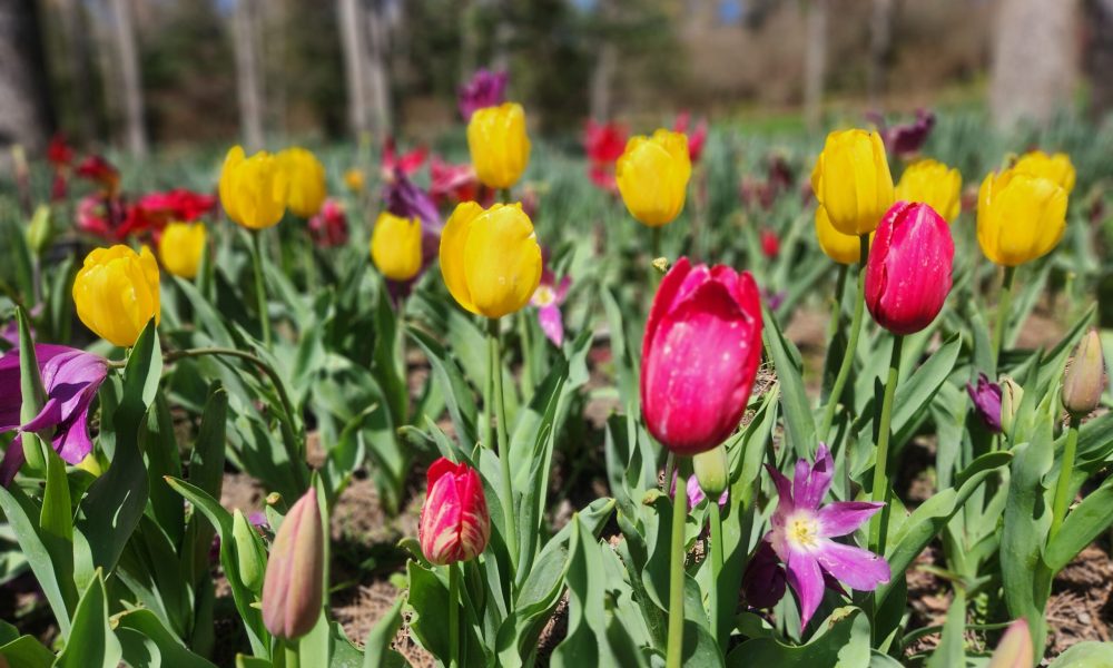 spring tulips at gibbs gardens