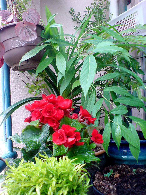 Asid henotonik pada pokok inai akan memberi kesan warna merah kepada pemakainya. 22 September 2012 Blog Seorang Jojet