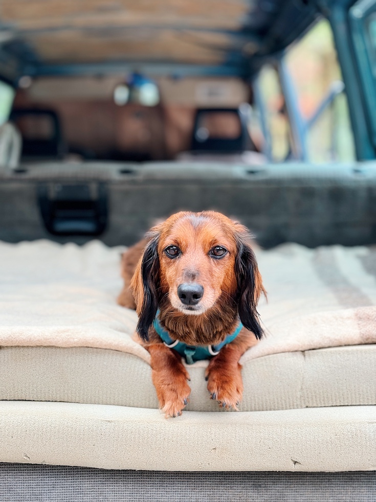 How to keep dogs cool and safe during the summer.
