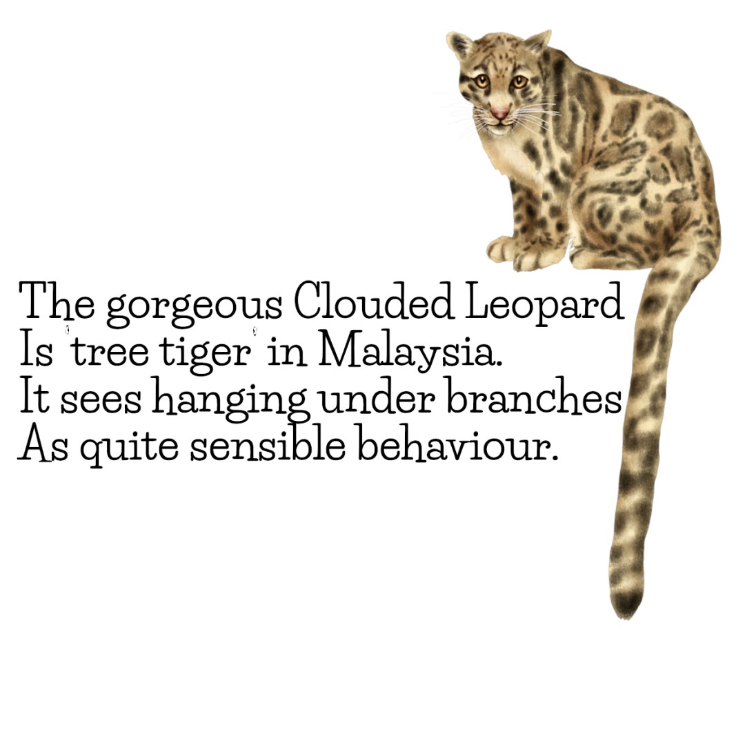 Clouded Leopard
