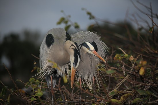 The Pair