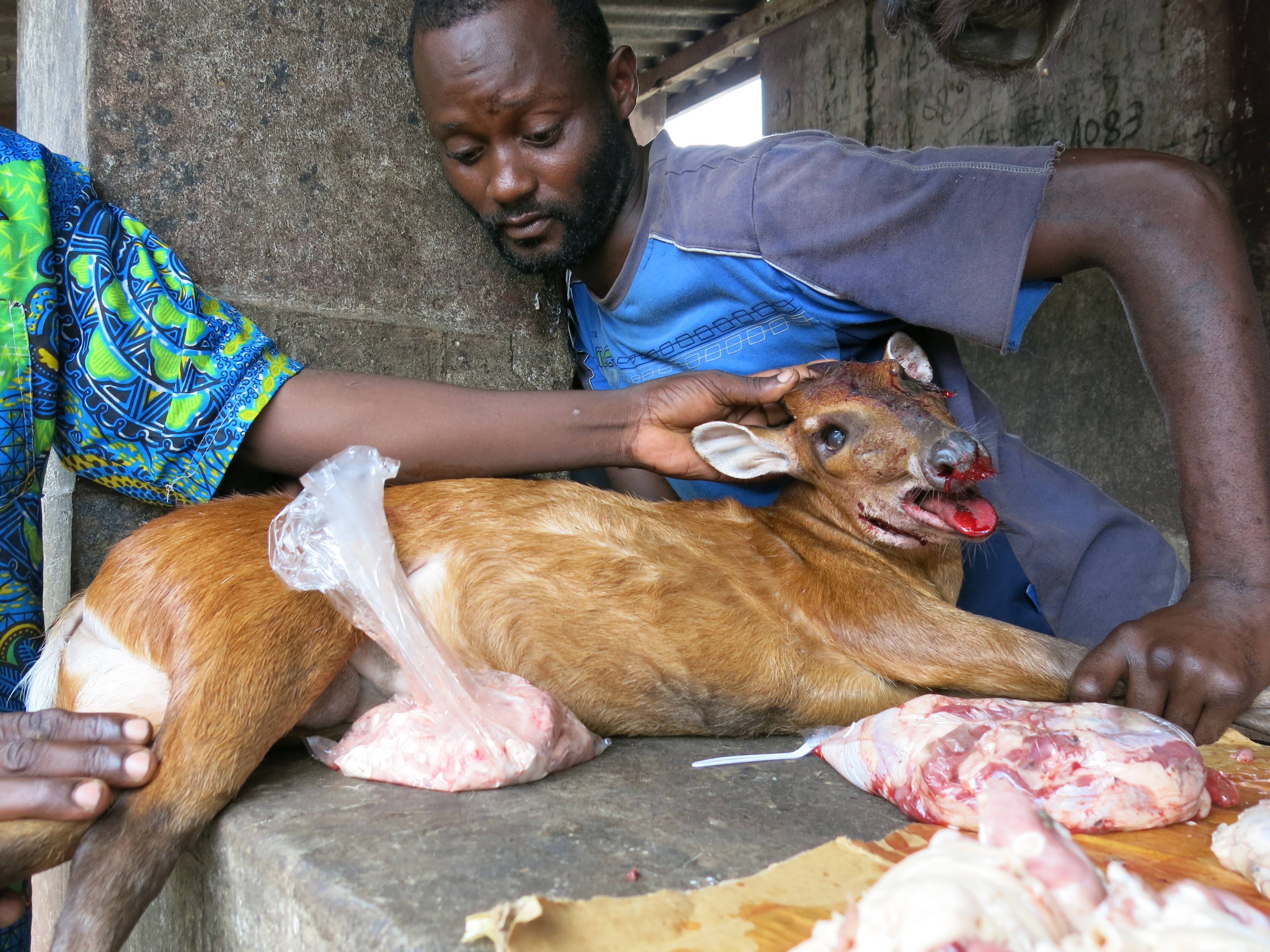 Es gibt nicht mehr viele Tiere in der Nähe der Dörfer, die gejagt werden können. Als "Antilope des Waldes" präsentieren stolze Männer das erlegte Tier, das sie mit einer Falle gefangen haben